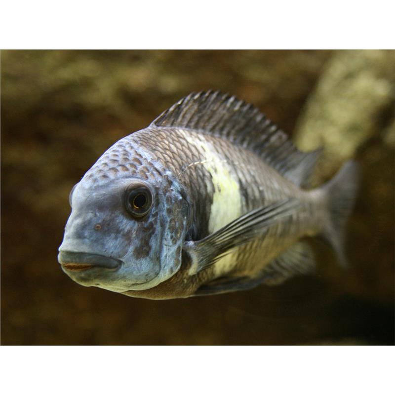 Tropheus duboisi - imagine 4